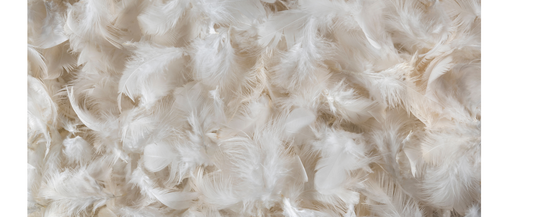 What types of feathers are used to fill toppers, quilts and pillows?